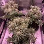 Grow #1 Mandarine Jam