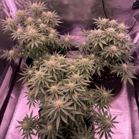 Grow #1 Mandarine Jam