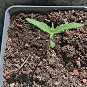 outdoor grow 26