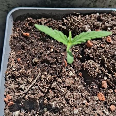 outdoor grow 26