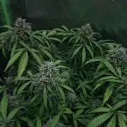 Gorilla glue #4