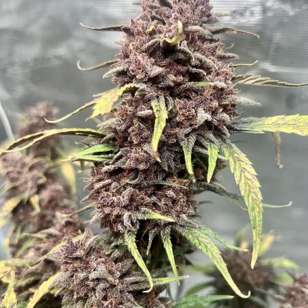 Purple Lemon 🍋