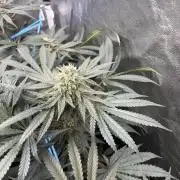 MothersMilk