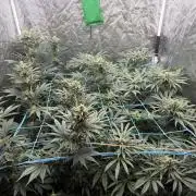 MothersMilk