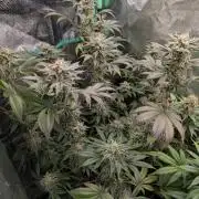 Tangie and Blueberry in a 2*3