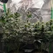 Tangie and Blueberry in a 2*3