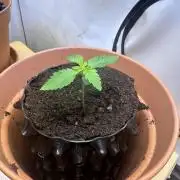 Spring Grow 2026 3 Strains