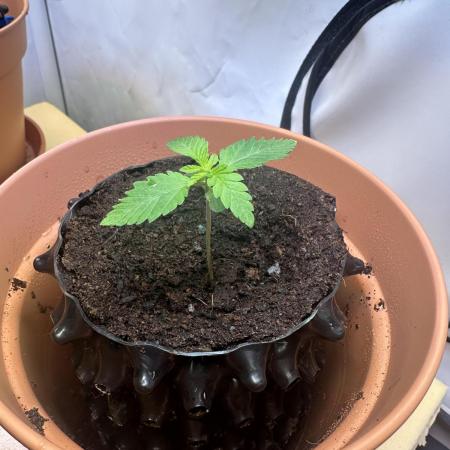 Spring Grow 2026 3 Strains