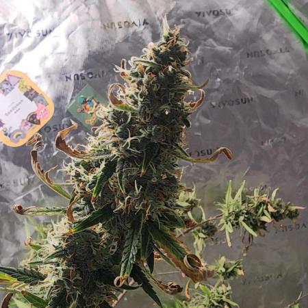 FrostBanger Auto Alaskan Banana Auto