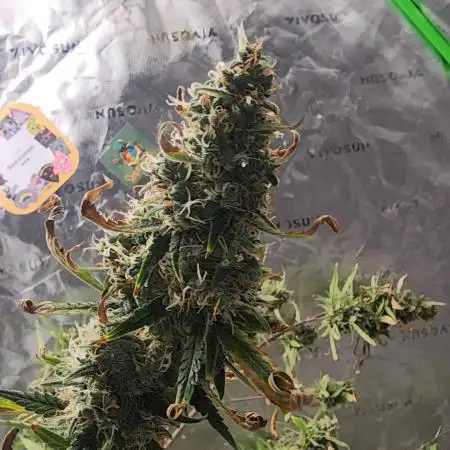 FrostBanger Auto Alaskan Banana Auto
