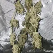 Automatically Lifted