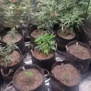 FrostBanger Auto Alaskan Banana Auto