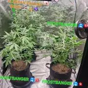 FrostBanger Auto Alaskan Banana Auto