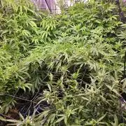 Grow 1 - Photos