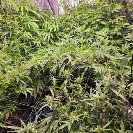 Grow 1 - Photos