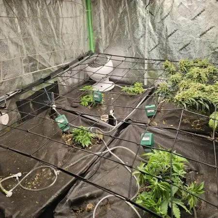 Grow 1 - Photos