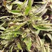 Grow 1 - Photos