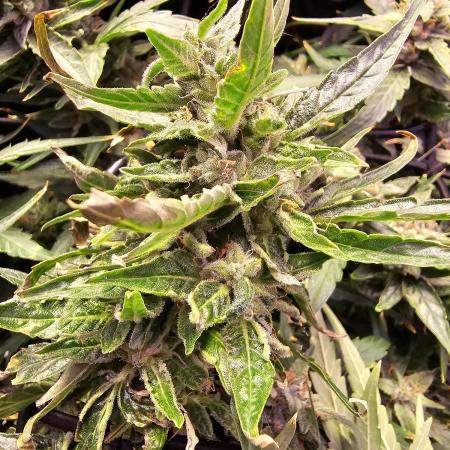 Grow 1 - Photos