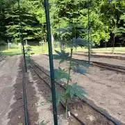 Outdoor In-Ground 2026