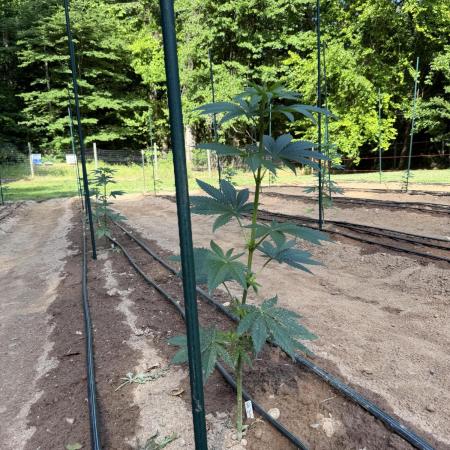 Outdoor In-Ground 2026