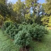 Outdoor In-Ground 2026 NC 7b