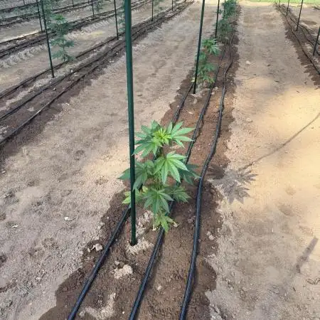 Outdoor In-Ground 2026