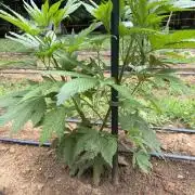 Outdoor In-Ground 2026