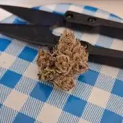 Ice Cream Cake Seed Junky Breeder Cut