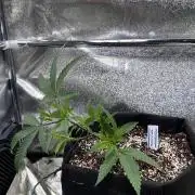 Blueberry Muffin (MannyT Cut)
