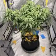 White Inferno-Beleaf Cannabis
