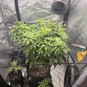 White Inferno-Beleaf Cannabis