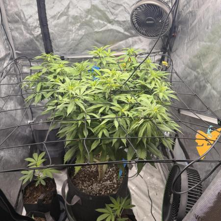 White Inferno-Beleaf Cannabis