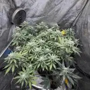 White Inferno-Beleaf Cannabis