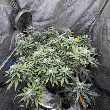 White Inferno-Beleaf Cannabis