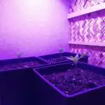 Gorilla Glue Faster