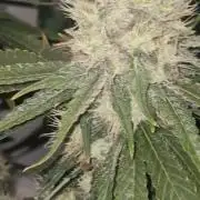 SensiStar* + Wappa Love it or Love it !!