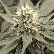 SensiStar* + Wappa Love it or Love it !!