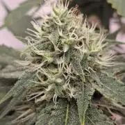 SensiStar* + Wappa Love it or Love it !!