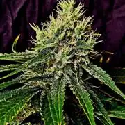 SensiStar* + Wappa Love it or Love it !!