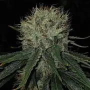 SensiStar* + Wappa Love it or Love it !!