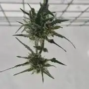 Godfather OG