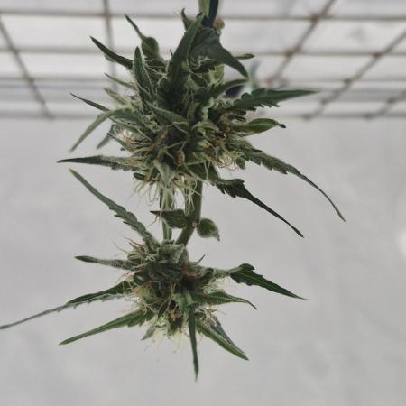 Godfather OG