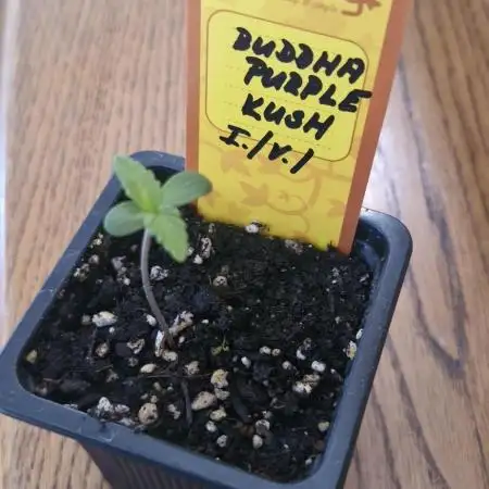 Buddha Purple Kush