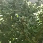 White russian