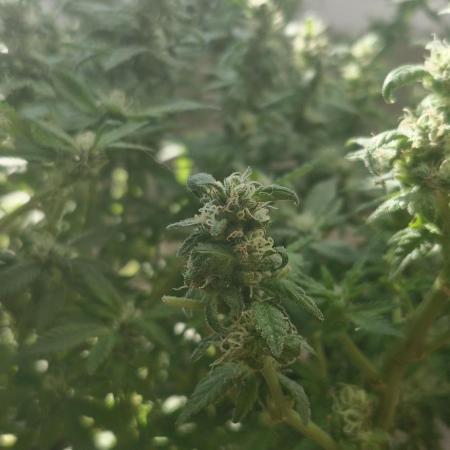 White russian