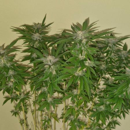 White russian