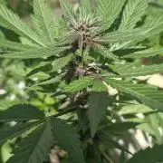 Buddha Purple Kush