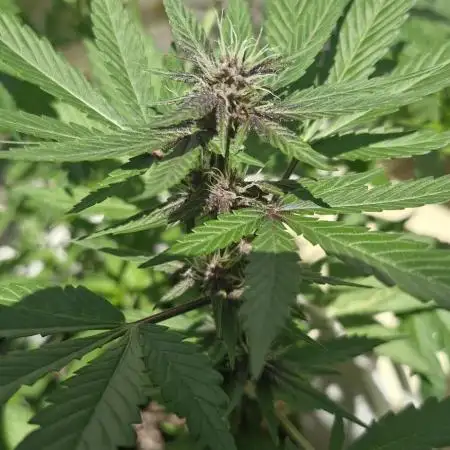 Buddha Purple Kush
