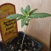 Buddha Purple Kush
