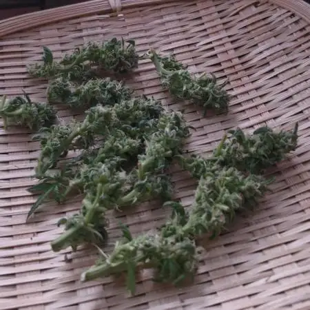 White russian